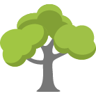 New Braunfels Tree Removal