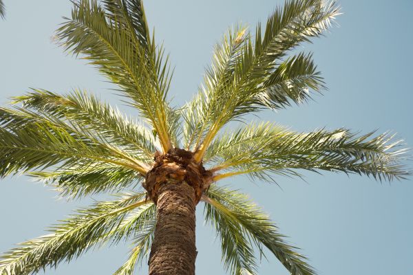 Palm Tree Removal in New Braunfels