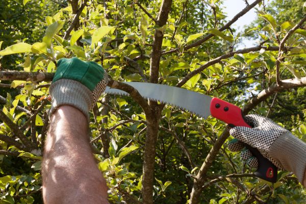 Small Tree Removal in New Braunfels