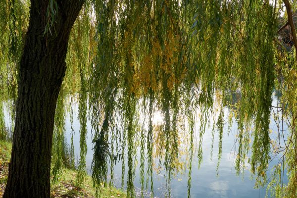 Willow Tree Removal in New Braunfels