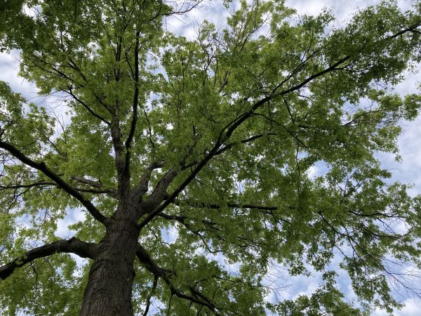 Oak Tree Removal in New Braunfels