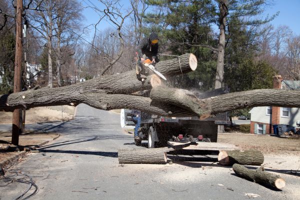 Residential Tree Removal in New Braunfels