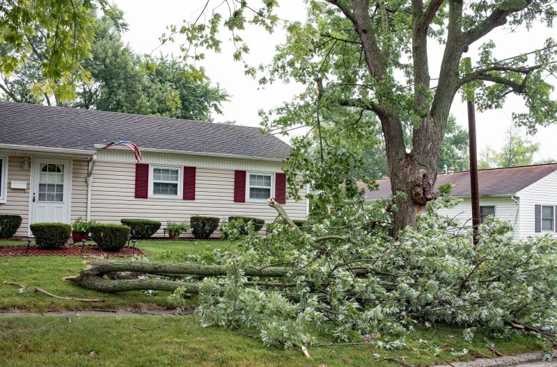 Large Tree on Commercial Property