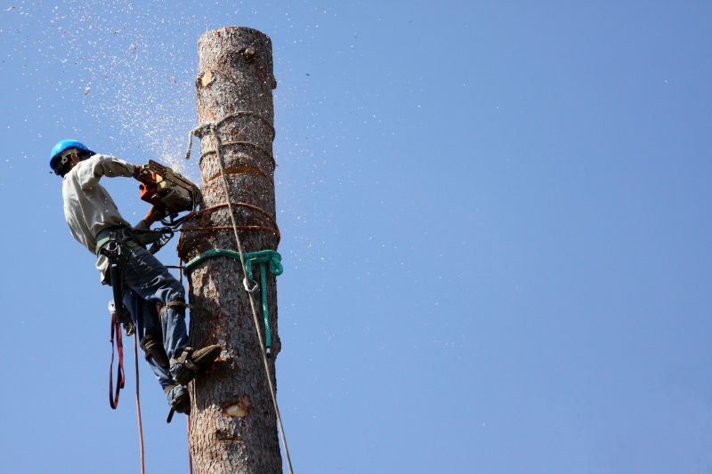 Completed Tree Removal Project