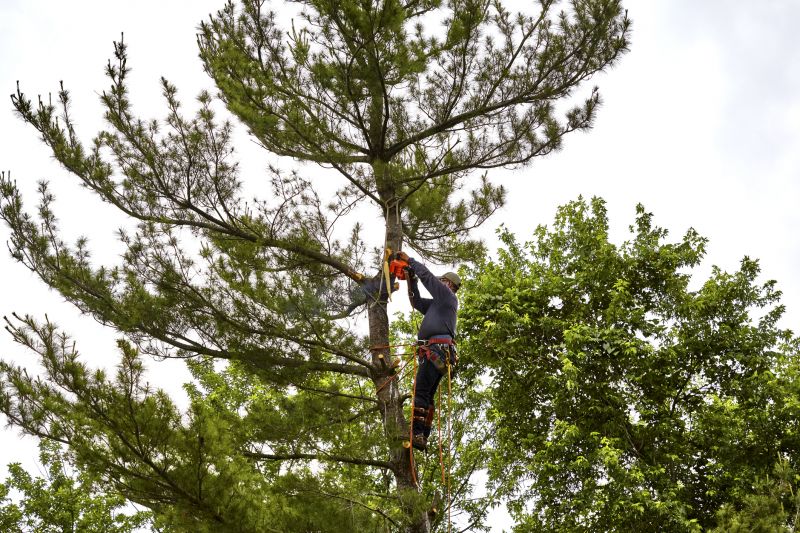Completed Tree Removal