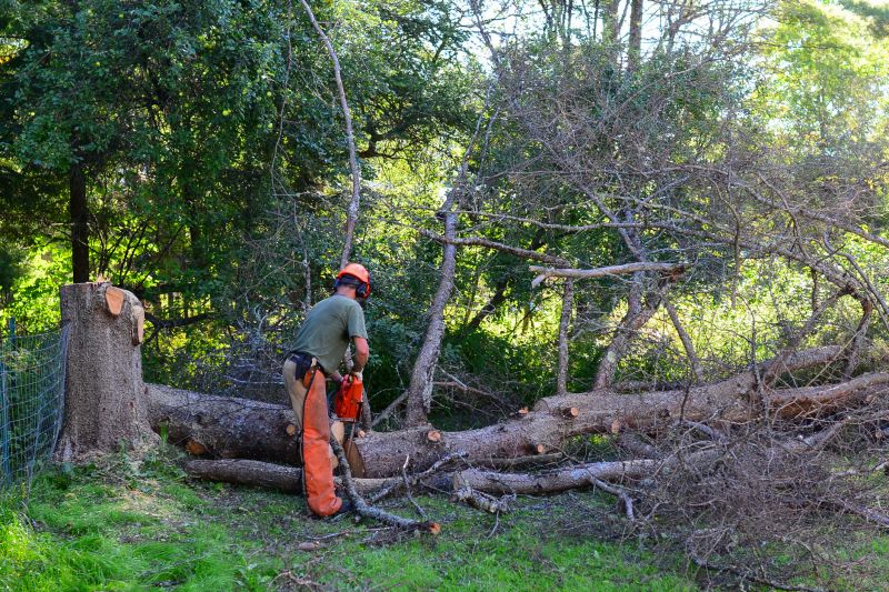 Fall Tree Removal
