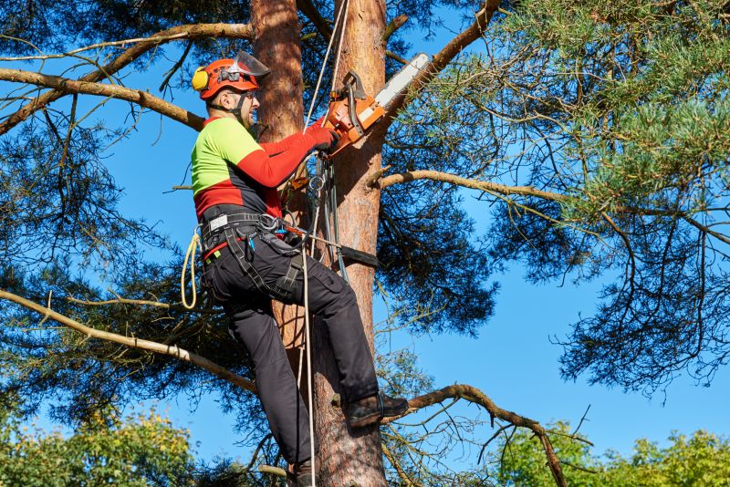 Tree Care Equipment